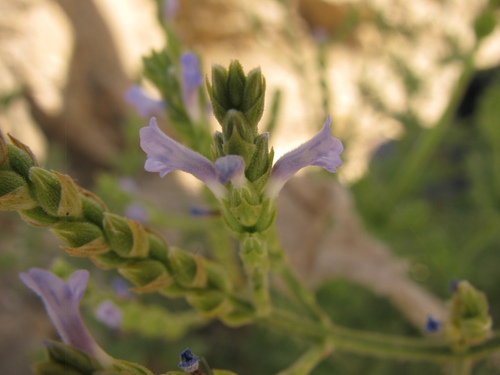 Image of Lavandula pubescens by (c) Nachman bones, some rights reserved (CC BY)