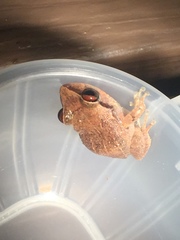 Eleutherodactylus antillensis