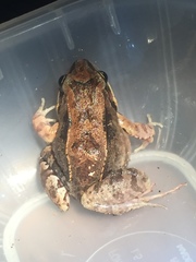 Leptodactylus albilabris