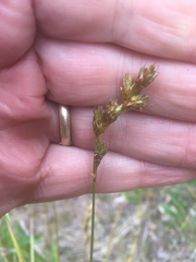 Carex praticola