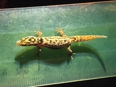 Sphaerodactylus macrolepis