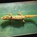 Common Dwarf Gecko - Photo (c) samdigiulio, some rights reserved (CC BY-NC)