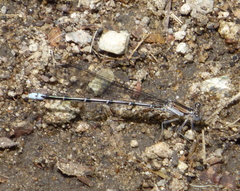 Argia lacrimans