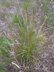 Carex praticola