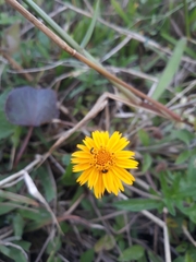 Asteraceae