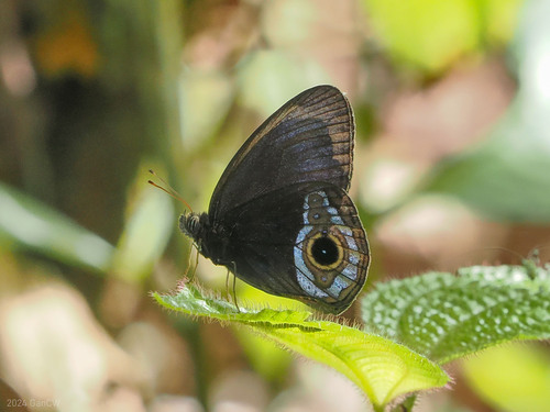 Harsiesis hygea