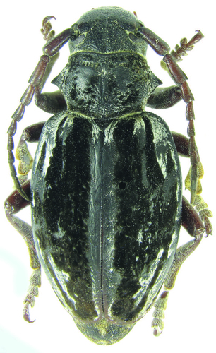 Dorcadion mirabile