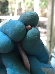 Amphisbaena fenestrata