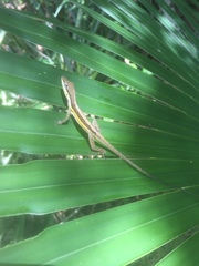 Anolis pulchellus