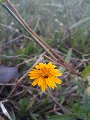 Asteraceae