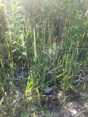 Equisetum variegatum variegatum