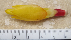 Costus curvibracteatus