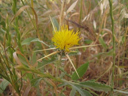 Image of Centaurea iberica by (c) Nachman bones, some rights reserved (CC BY)