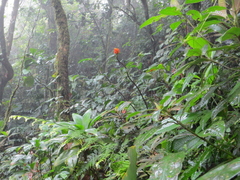 Costus curvibracteatus