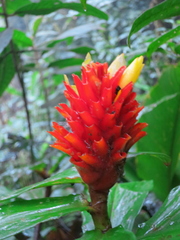 Costus curvibracteatus