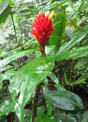 Costus curvibracteatus