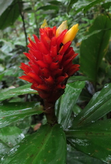 Costus curvibracteatus