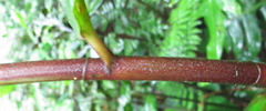 Costus curvibracteatus