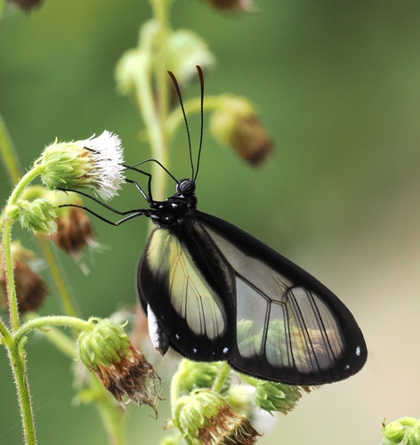 Ithomia lagusa