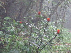 Costus curvibracteatus