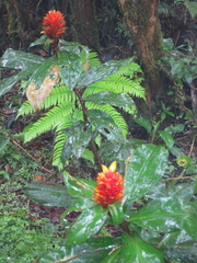Costus curvibracteatus
