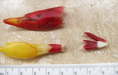 Costus curvibracteatus