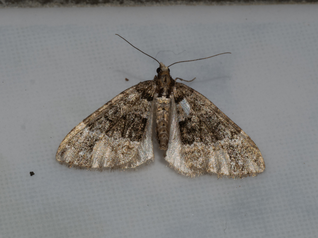 Triphosa taiwana