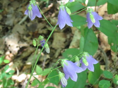 Adenophora divaricata