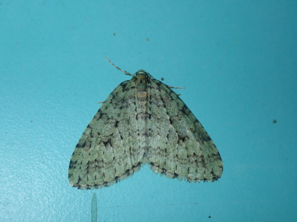 Epirrita usuao