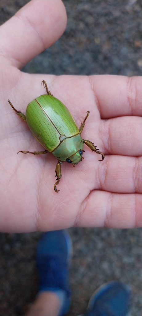 Pelidnota alliacea