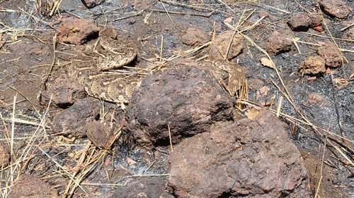 Puff Adder