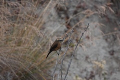 Ochthoeca fumicolor