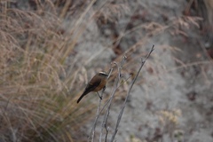 Ochthoeca fumicolor