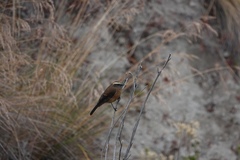 Ochthoeca fumicolor