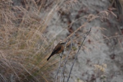 Ochthoeca fumicolor