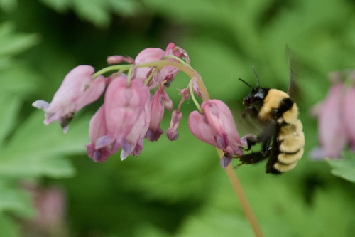 Golden Northern Bumble Bee photographed in New Hampshire