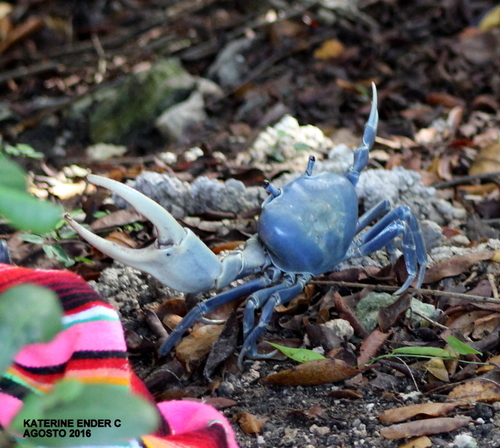 Blue Land Crab, photo 3 of 8