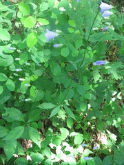 Adenophora divaricata