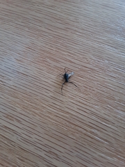Evania appendigaster