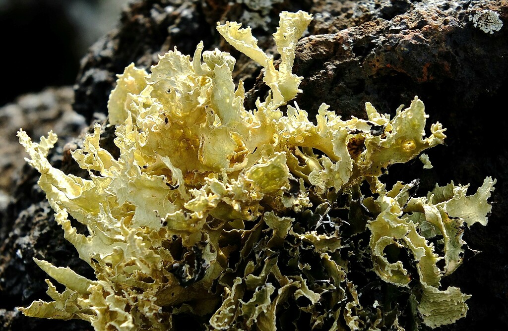 Ramalina bourgaeana