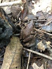 Pseudacris brachyphona