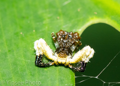 Phrynarachne decipiens