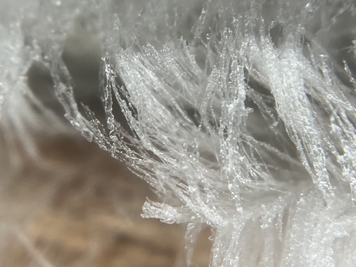 Sklaidžioji vaškaplutė nuotrauka