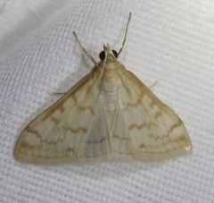 Hahncappsia pergilvalis