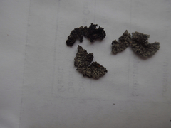 Phaeophyscia hirsuta