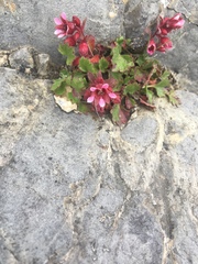 Telesonix heucheriformis