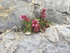 Telesonix heucheriformis