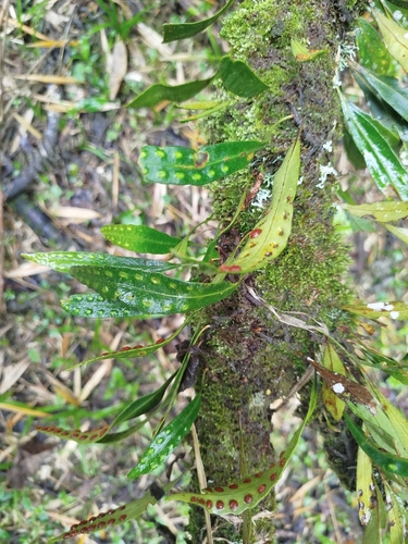 Image of Bigfruit Scaly Polypody (Pleopeltis macrocarpa) by (c) Ben Costamagna, some rights reserved (CC BY)