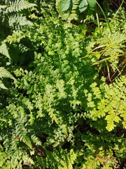 Dryopteris intermedia
