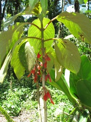 Glossoloma panamense image